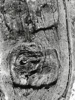 Detail of Faces on the Beaver House Post