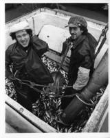 [Two shoreworkers unloading fish]