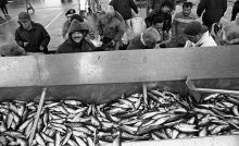 MSC179-10152-Thumbnail Image.jpg