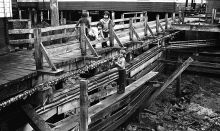 MSC179-25237-Thumbnail Image.jpg