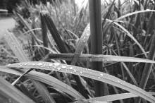 276223-Thumbnail Image.jpg