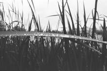 276712-Thumbnail Image.jpg