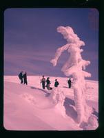 Snow tree - Seymour Peak, Feb. 1, 1958
