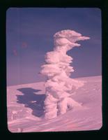 Snow tree - middle peak - [Mount] Seymour, Feb. 1, 1958