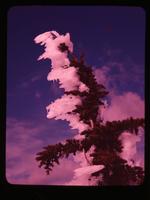 Tree and ice - Seymour Pk. [Peak], Mar. 2, 1958