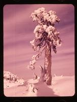 Tree - 2nd peak - [Mount] Seymour, Nov. 16, 1958