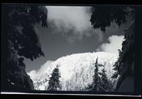 Snow clad trees, [Mount] Seymour, Mar. 1952
