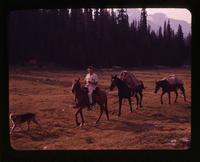 O'Hara 60: Packer & horses - O'Hara 60, July 30, 1960