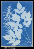 Spiraea aruncus (Tyrol); Photogram of Botanical Specimen