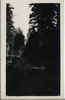 [Dirt road in a forested area in an unknown location]