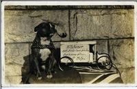 [Dog with a pipe in its mouth sitting beside a model vehicle in an unknown location]