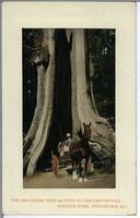 The Big Cedar Tree (65 Feet in Circumference), Stanley Park, Vancouver, B.C.