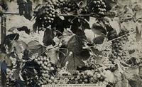 Grapes Grown in Open Creston, B.C.