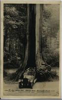 The Big Hollow Tree, Stanley Park, Vancouver, Canada