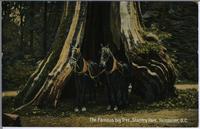 The Famous big Tree, Stanley Park, Vancouver, B.C.