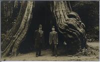 [Two men standing inside a large hollow tree at Stanley Park in Vancouver, B.C.]