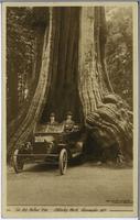 The Big Hollow Tree, Stanley Park, Vancouver, B.C.