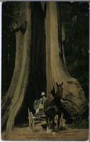 The Big Cedar Tree (65 feet in circumference), Stanley Park, Vancouver, B.C.