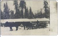[Horses pulling a sleigh in the snow in Slocan, B.C.]