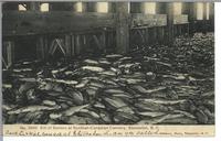 Kill of Salmon at Scottish-Canadian Cannery, Steveston, B.C.