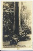 The Big Hollow Tree, Stanley Park, Vancouver, Canada.