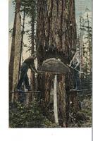 Logging in British Columbia, Felling a Giant Tree