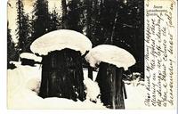 Snow mushrooms, Lardo, B.C.