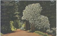 A Dogwood Tree in Flower on the Saanich Road, Victoria, B.C., Canada