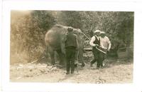 [Men leading an elephant in an unknown location]