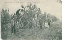 Apple Orchard - W.H. Covert - Grand Forks, B.C.