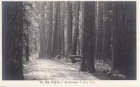 "In the Forest," Cameron Lake, V.I.