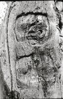 Carved Face in Beaver Post