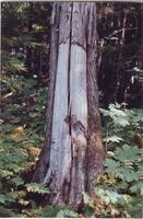 Tree that was once harvested for its Bark