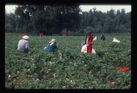 Child in the fields during strawberry harvesting, Fraser Valley, BC. Circa late 1970s.