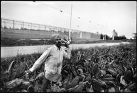A Time To Change Exhibition. Photo 19 by Craig Berggold. After cutting, the field worker throws the cauliflower to the packing truck. Abbotsford, BC, October 1983.