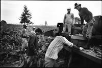 A Time To Change Exhibition. Photo 20 by Craig Berggold. A crew of field workers catch their breath at the packing truck during the cauliflower harvest. Abbotsford, BC, October 1983.