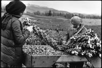 A Time To Change Exhibition. Photo 04 by Craig Berggold. Field workers cut the Brussels sprouts off the stalks at the cutting tables during winter harvest. Aldergrove, BC, November 1983.