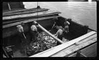 [Fish being unloaded from a fishing boat]