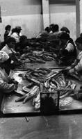 [Several fishery workers processing fish]