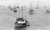 [Numerous fishing boats out on Burrard Inlet just before the Lions Gate Bridge]