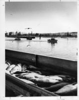[View of fishing boats out on the Fraser River with caught fish in the foreground]