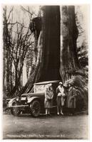 The Hollow Tree - Stanley Park - Vancouver, B.C.