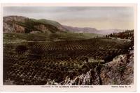 "Orchards in the Glenmore District," Kelowna, B.C.