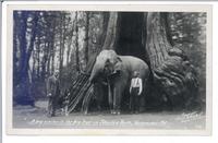 A Big Visitor to the big tree in Stanley Park, Vancouver, B.C.