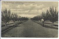 Mr. Mansfield's Orchard, (Upper Benches) illustrating irrigation, Kelowna, B.C.