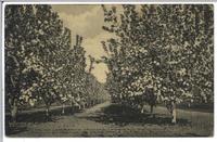Major Lindesay's Orchard (formerly Mr. Long's) showing an avenue of crab apple trees in blossom Kelowna, B.C.