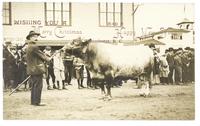Auctioning a Bull, New Westminster, B.C. (Christmas greetings)