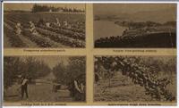 Multiview - Fruit growing in British Columbia (on reverse)