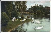 Swans in Beacon Hill Park, Victoria, B.C.