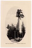 Big Tree, Westholme, Vancouver Island, B.C.